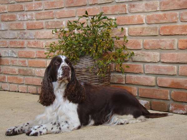 art_prosinec2011 art_prosinec2011.jpg, 38kB