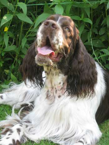 barnaby_14mesicu_portret1 barnaby_14mesicu_portret1.jpg, 23kB