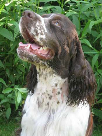 barnaby_14mesicu_portret2 barnaby_14mesicu_portret2.jpg, 23kB