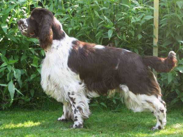 barnaby_14mesicu_postoj barnaby_14mesicu_postoj.jpg, 46kB