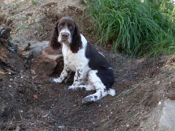 barnaby_3mesice barnaby_3mesice.jpg, 52 kB