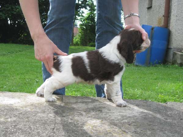 barnaby_4tydny barnaby_4tydny.jpg, 35 kB