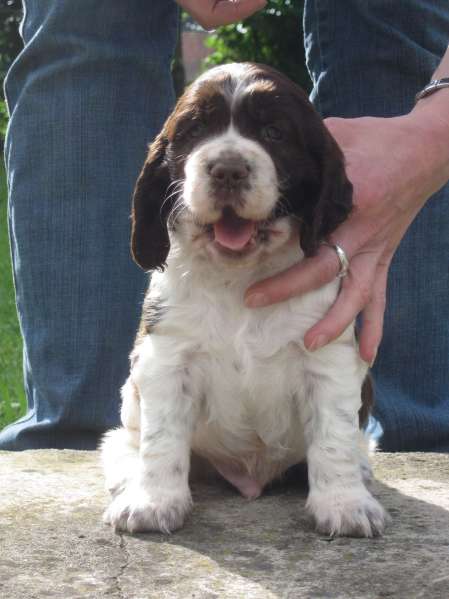 barnaby_4tydny_portret barnaby_4tydny_portret.jpg, 27 kB