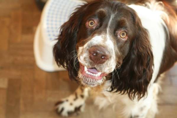 barnaby_8mesicu1 barnaby_8mesicu1.jpg, 20 kB