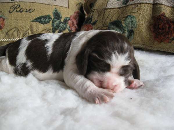 blair_10dni blair_10dni.jpg, 27 kB