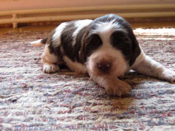 blair_16dni_1 blair_16dni_1.jpg, 35 kB