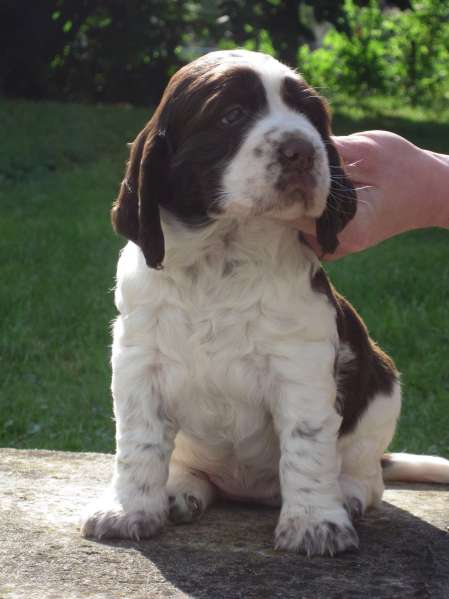 blair_4tydny_portret blair_4tydny_portret.jpg, 25 kB