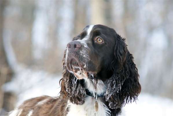 borgia_22mesicu_1 borgia_22mesicu_1.jpg, 20kB