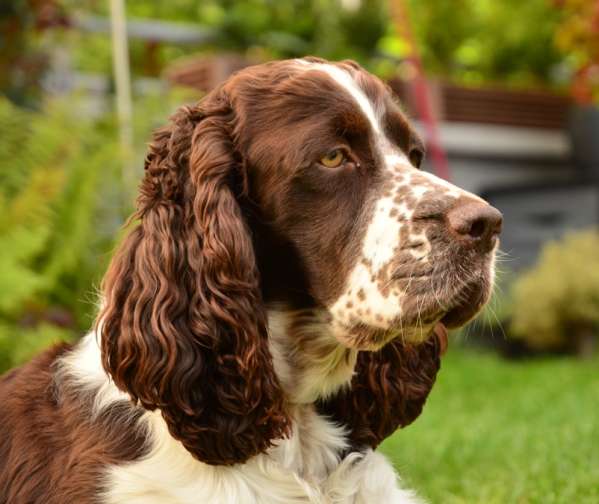 borgia_2roky borgia_2roky.jpg, 32kB