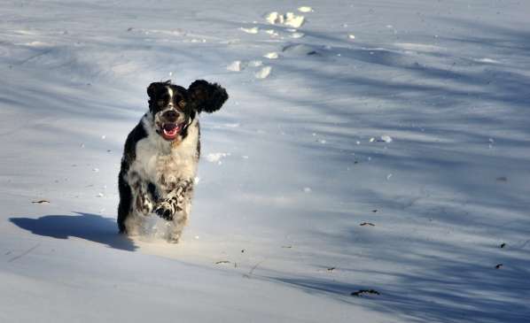 borgia_brezen1 borgia_brezen1.jpg, 17kB