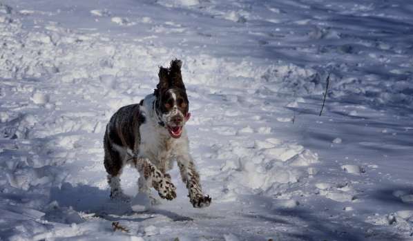 borgia_brezen2 borgia_brezen2.jpg, 25kB