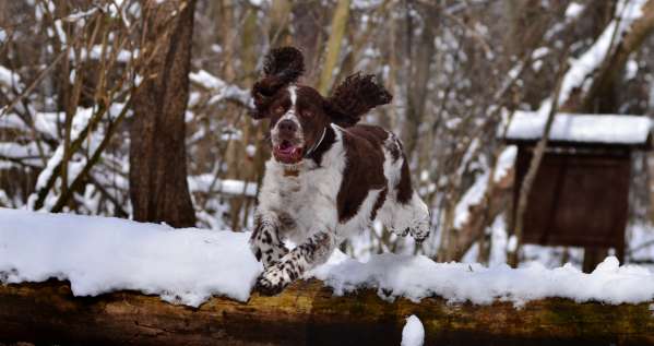 borgia_brezen3 borgia_brezen3.jpg, 26kB