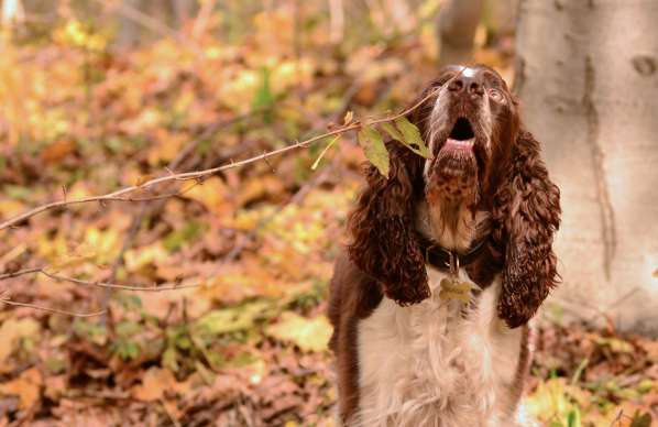 borgia_listopad2012_2 borgia_listopad2012_2.jpg, 29kB