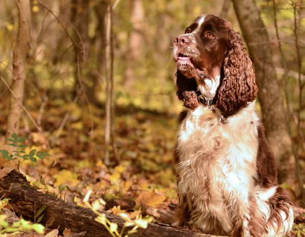 borgia_listopad2012_3 borgia_listopad2012_3.jpg, 38kB