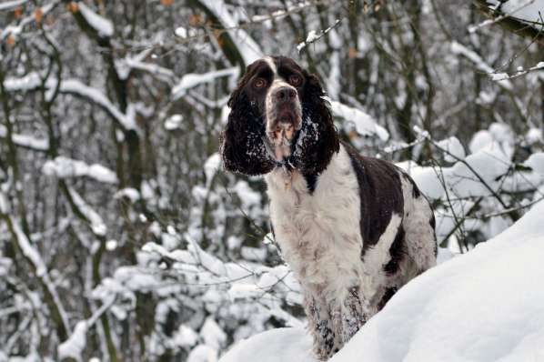 borgia_unor2013_3 borgia_unor2013_3.jpg, 34kB