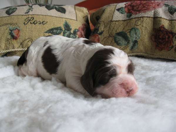 bridget_10dni bridget_10dni.jpg, 26 kB