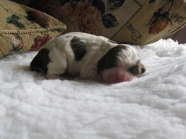 bridget_1den bridget_1den.jpg, 23 kB