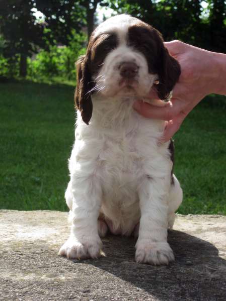 bridget_4tydny_portret bridget_4tydny_portret.jpg, 30 kB