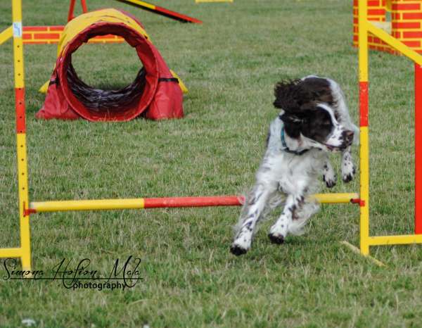 daja_agility1 daja_agility1.jpg, 44kB
