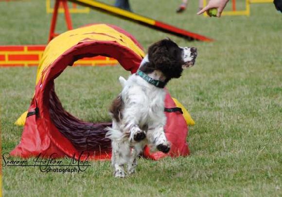 daja_agility2 daja_agility2.jpg, 41kB