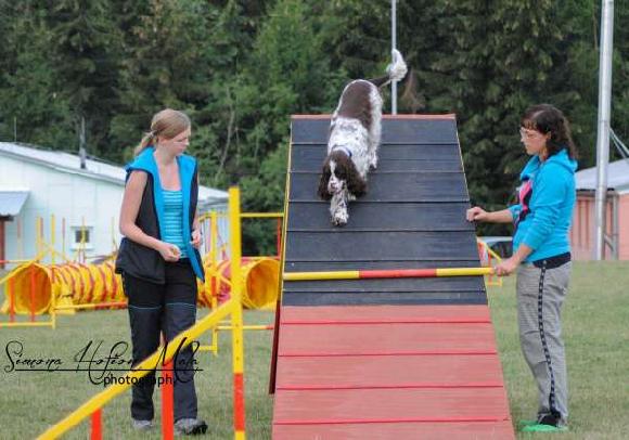 daja_agility3 daja_agility3.jpg, 44kB
