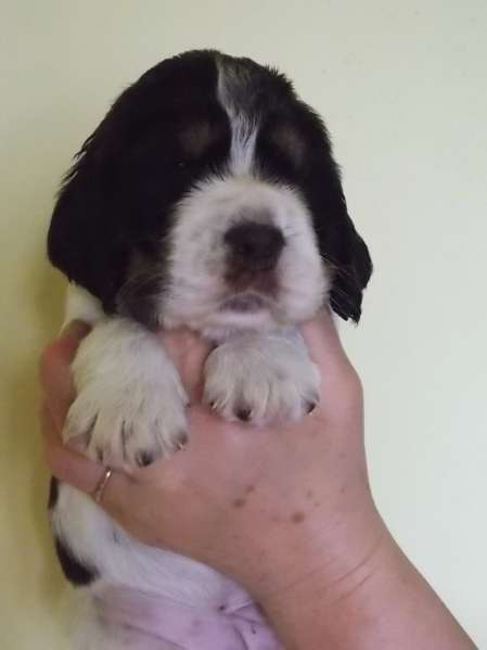 fairy_4tydny.jpg, 13kB