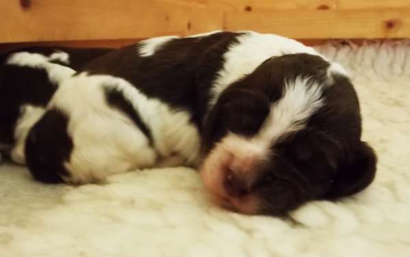 fantasy_12dni.jpg, 15kB