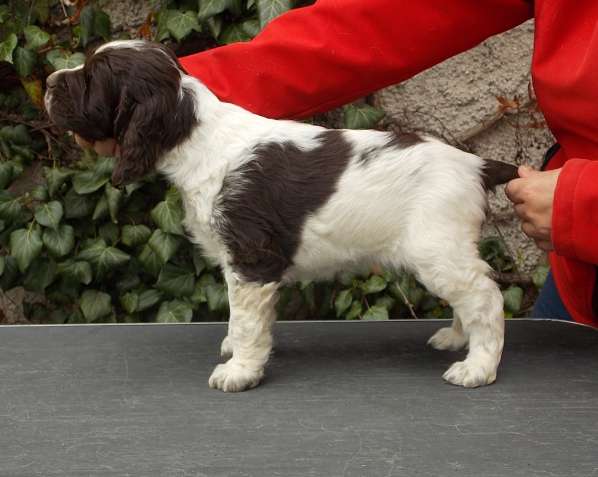 fantasy_6tydnu.jpg, 31kB