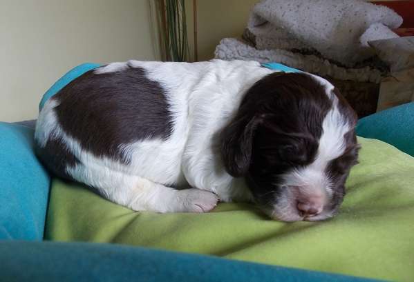 forrest_12dni.jpg, 21kB