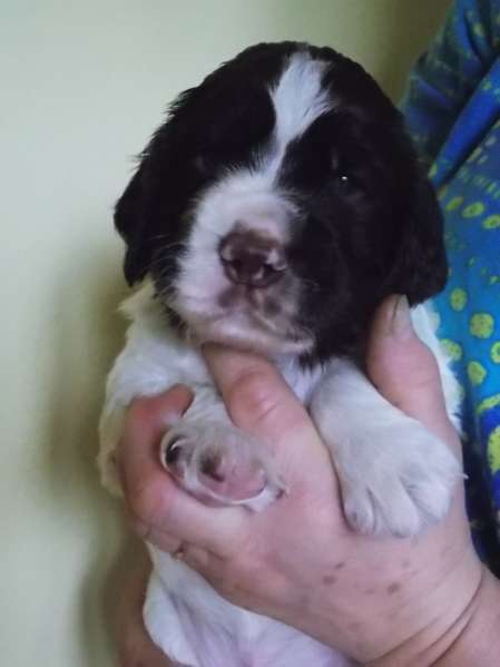 forrest_4tydny.jpg, 17kB