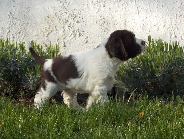 forrest_6tydnu.jpg, 45kB