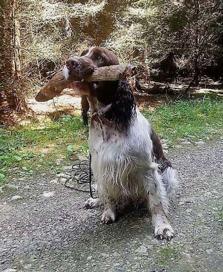 forrest_cervenec2017.jpg, 77kB