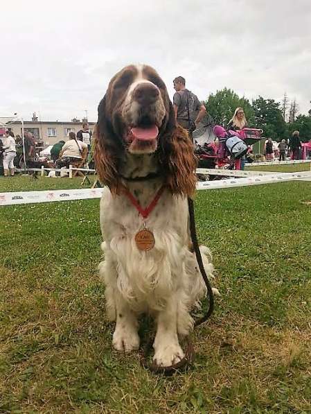 forrest_klatovy2017.jpg, 49kB