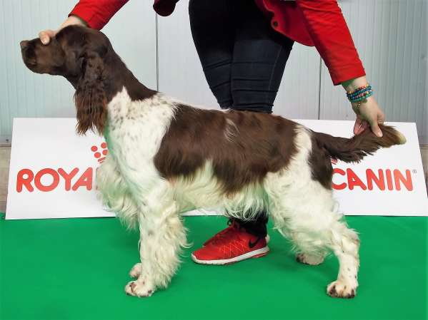 forrest_praha4_2017_postoj.jpg, 25kB