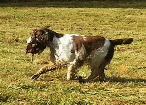 forrest_zbraslavice2021.jpg, 46kB