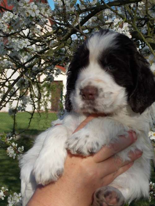 frost_4tydny1.jpg, 45kB