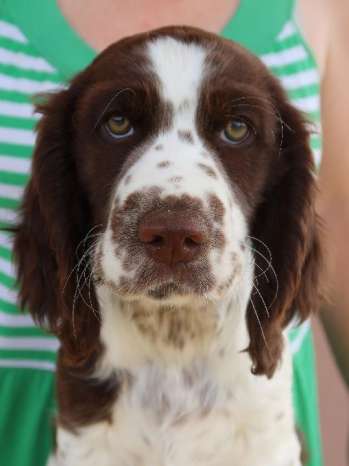 ginger_10tydnu_portret.jpg, 15kB