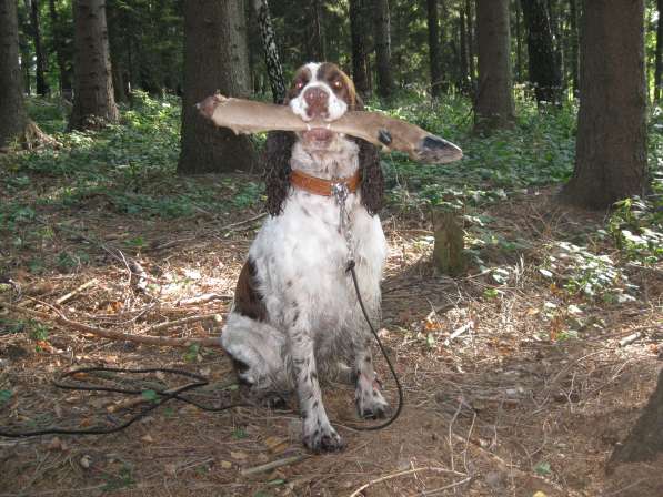 jonie_barva jonie_barva.jpg, 49kB