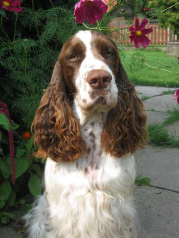 jonie_zari2012_portret1 jonie_zari2012_portret1.jpg, 21kB