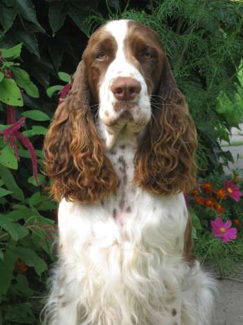 jonie_zari2012_portret2 jonie_zari2012_portret2.jpg, 21kB