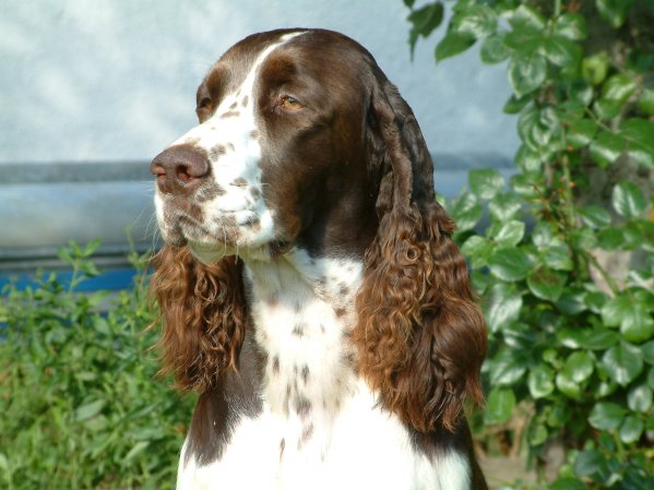 judy_portret1_06.jpg, 55 kB
