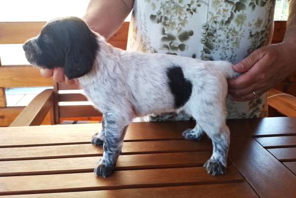 lara_4tydny_postoj lara_4tydny_postoj.jpg, 28kB