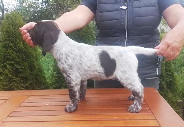 lara_7tydnu_postoj lara_7tydnu_postoj.jpg, 30kB