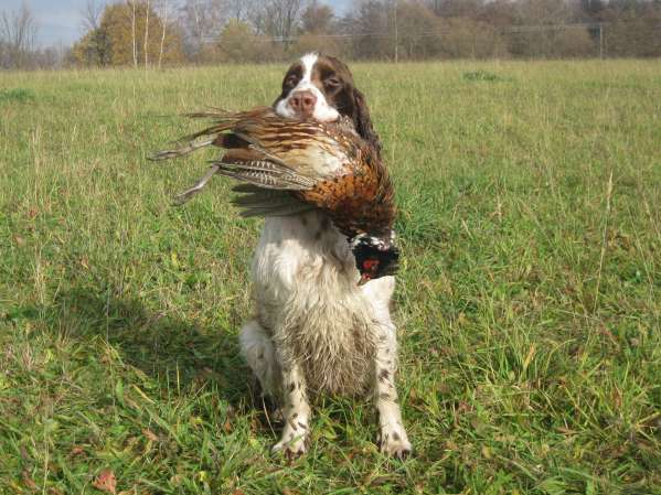 listopad2012_hon1 listopad2012_hon1.jpg, 50kB