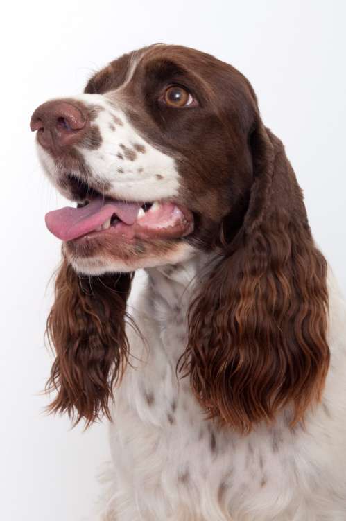 viktorka_2roky_portret viktorka_2roky_portret.jpg, 28kB