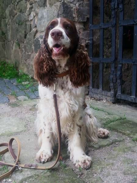 viktorka_kunka2017 viktorka_kunka2017.jpg, 38kB