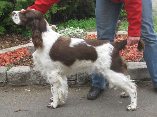 viktorka_litomerice2013 viktorka_litomerice2013.jpg, 34kB